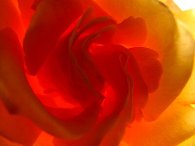 Rose yellow roses super macro