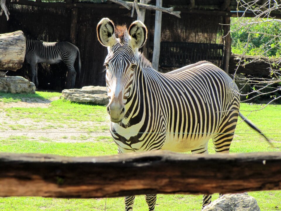 Zoo leipzig black and white striped leipzig zoo