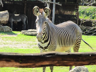Zoo leipzig black and white striped leipzig zoo