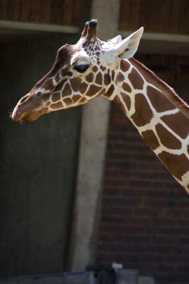 Animal world nature wild