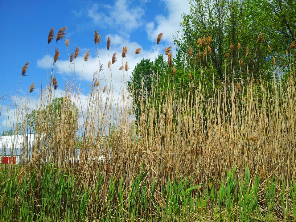 Corn grass tall grass sky