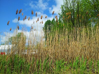 Corn grass tall grass sky