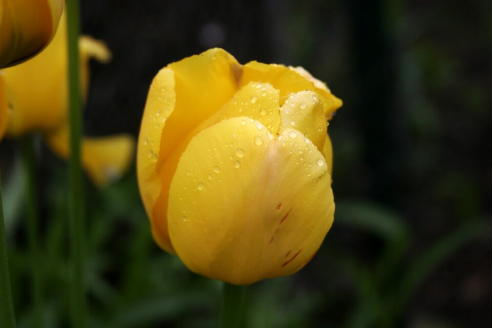 Yellow flower garden tulip