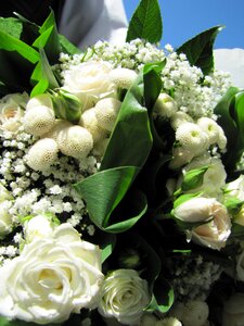 Rose green white