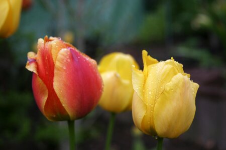 Rain raindrop tulip photo
