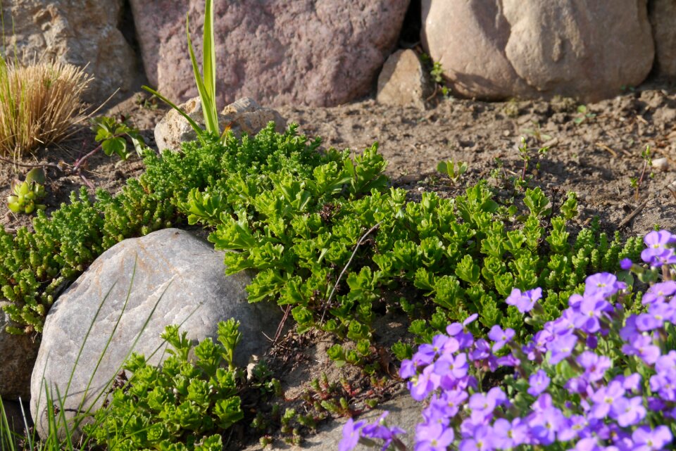Stones green plant close