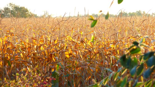 Field but sunny agriculture