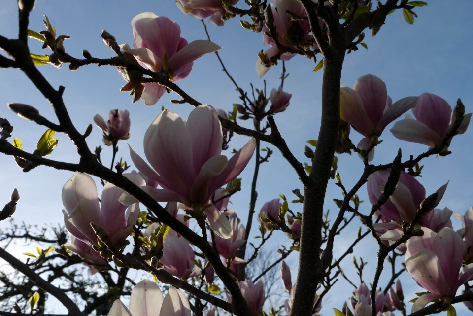 Flowers pink purple sky photo