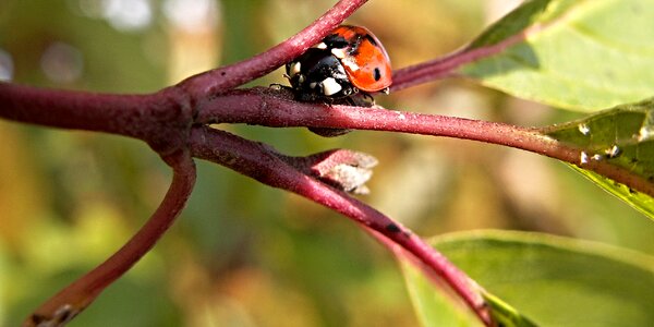 Foliage ladybug macro