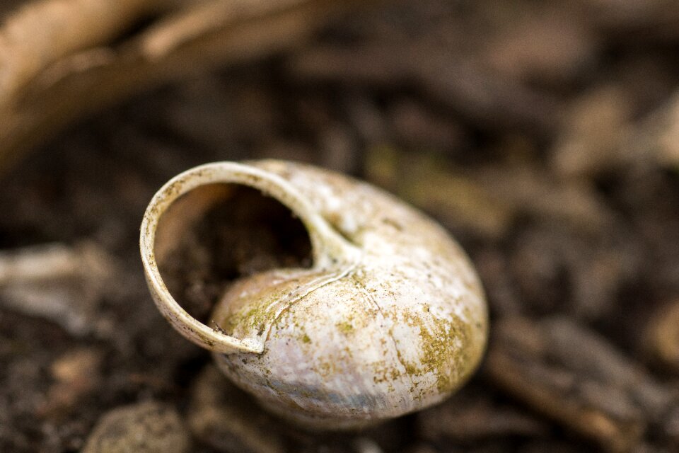 Shell earth graeme