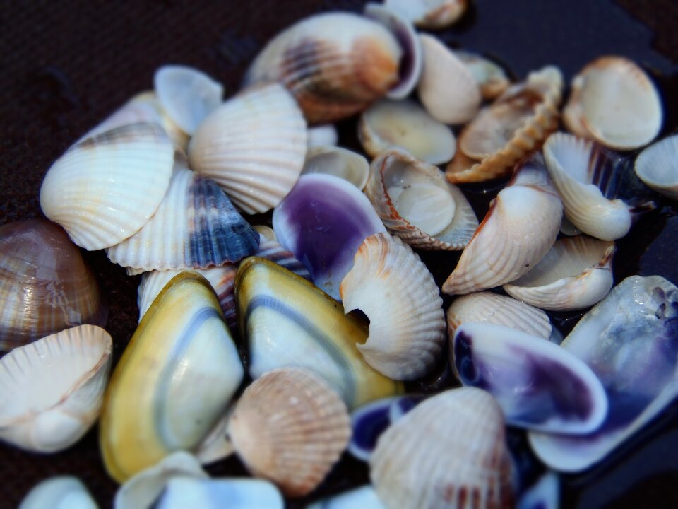 Sea shells color beach