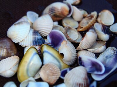 Sea shells color beach