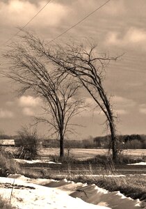 Winter sepia photo