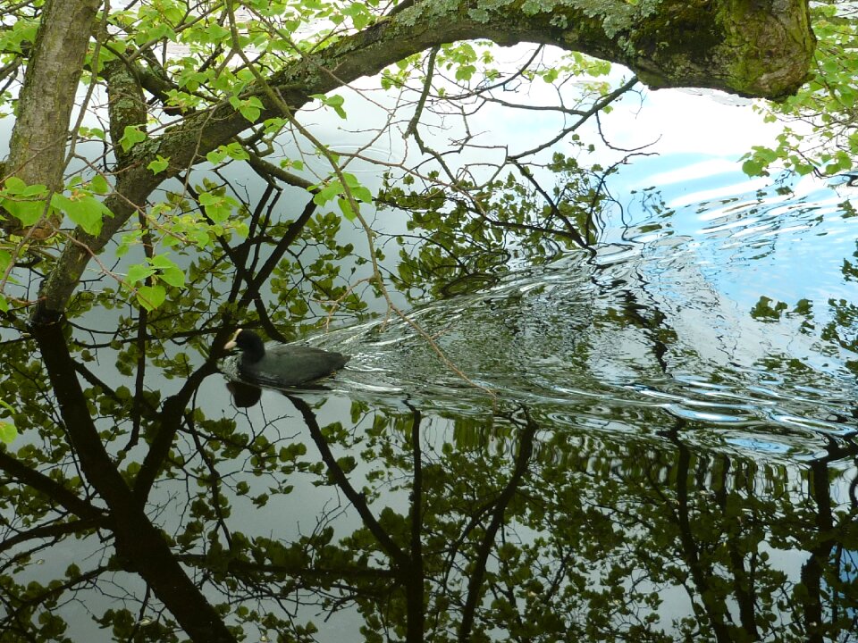 Heaven reflection green