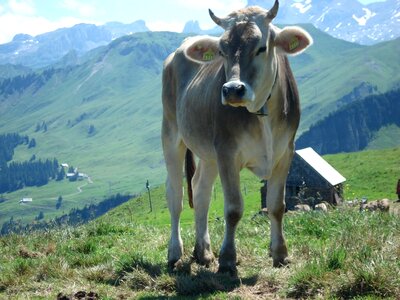 Switzerland schwyz fronalpstock
