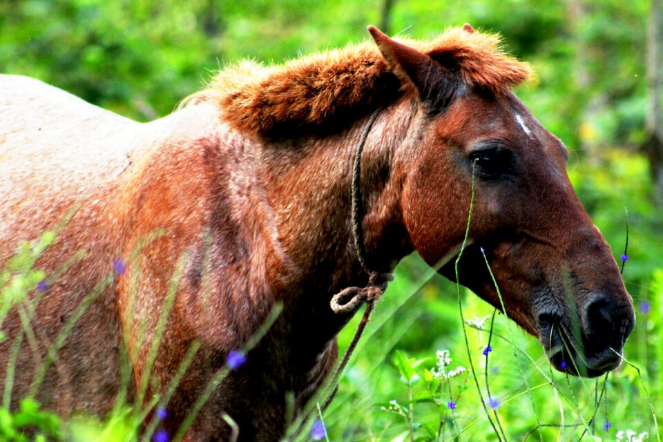 Horses brown countryside
