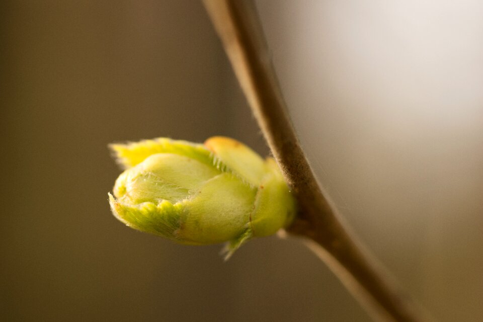 Green yellow brown