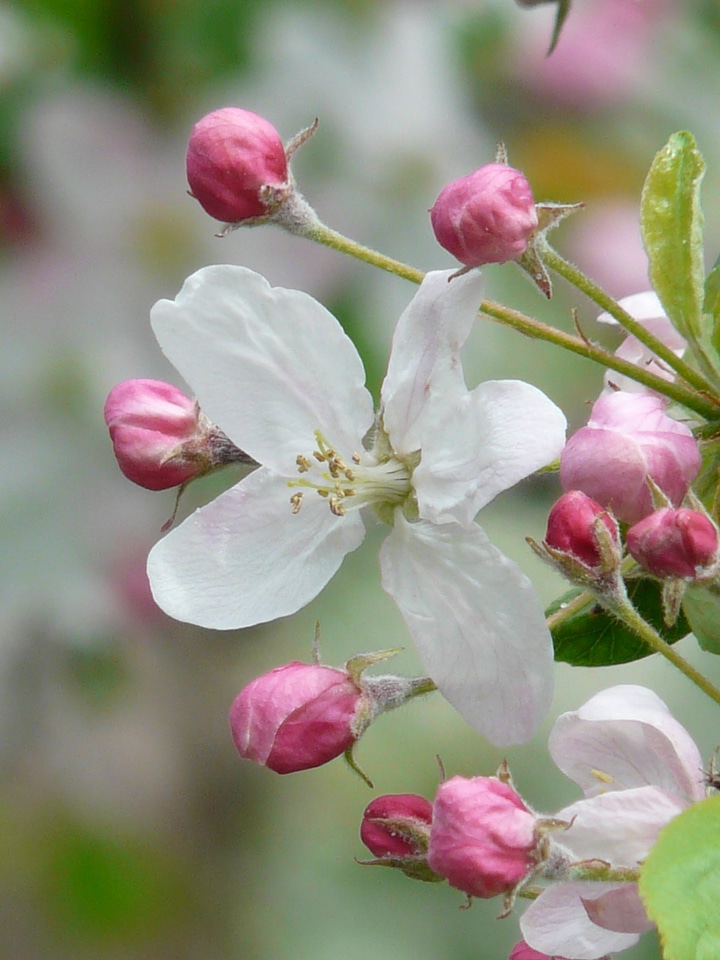 Bloom apple tree white