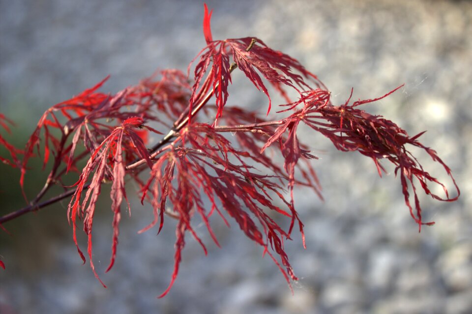 Red maple leaves nature leaves