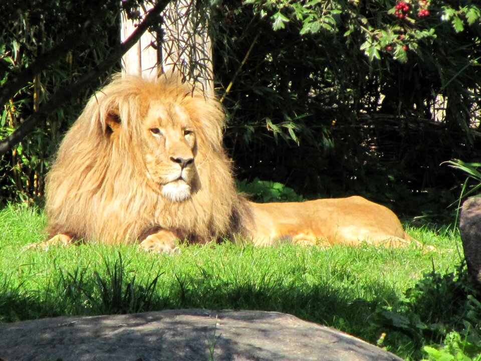 Males zoo leipzig big cat