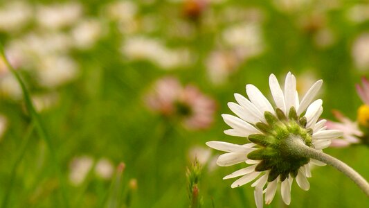 Daisies meadow plant