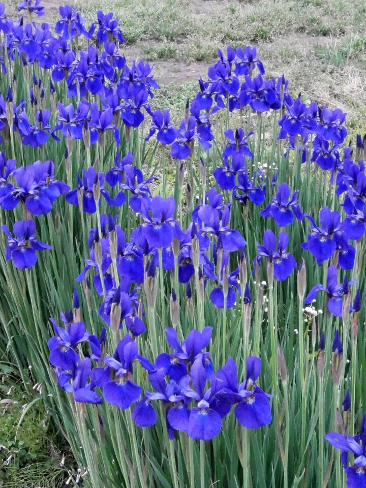 Early summer flowers purple flowers blue flowers