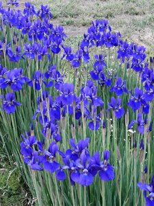 Early summer flowers purple flowers blue flowers