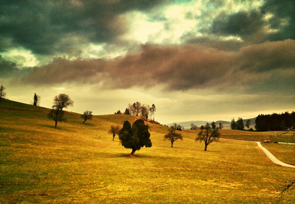 Tree nature sky