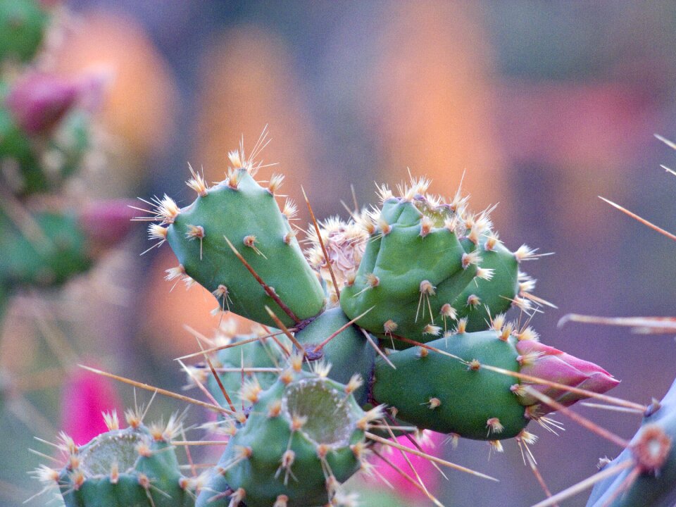 Flower cactus pink