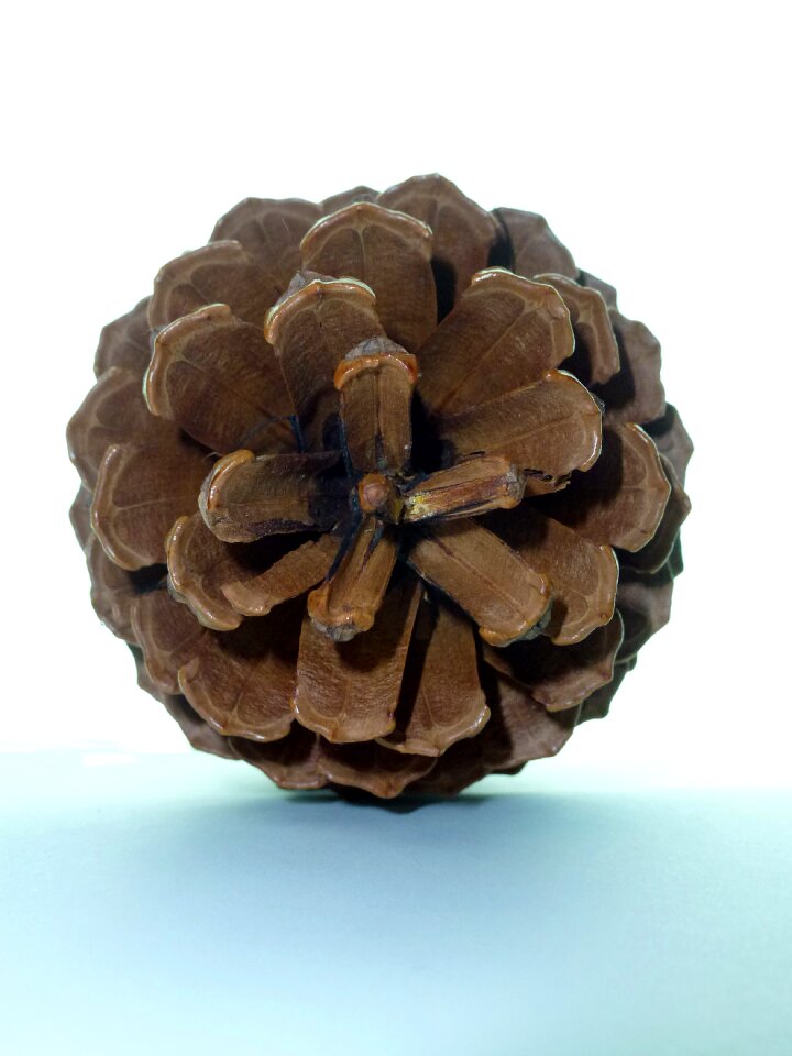 Pine cones tree nature