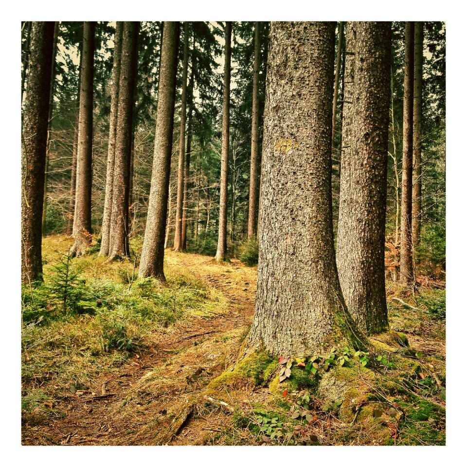 Landscape nature mood