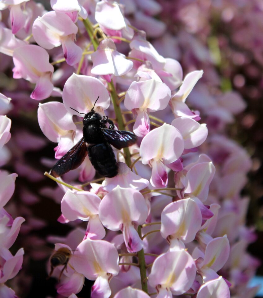 Xylocopa wisteria nectar