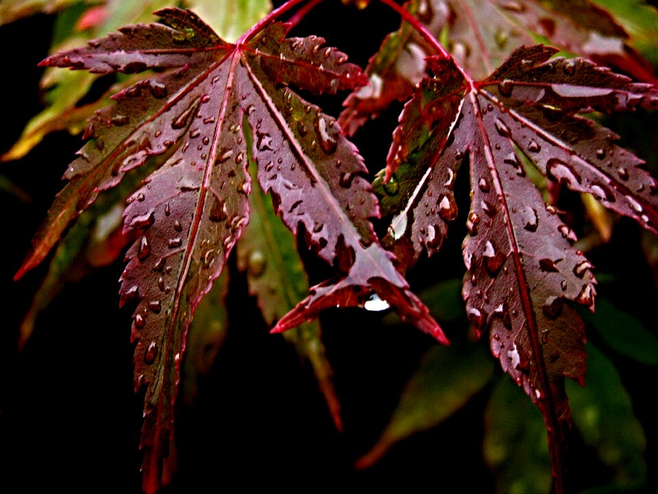 Maple water drops
