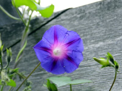 Silvestre flower dew drop