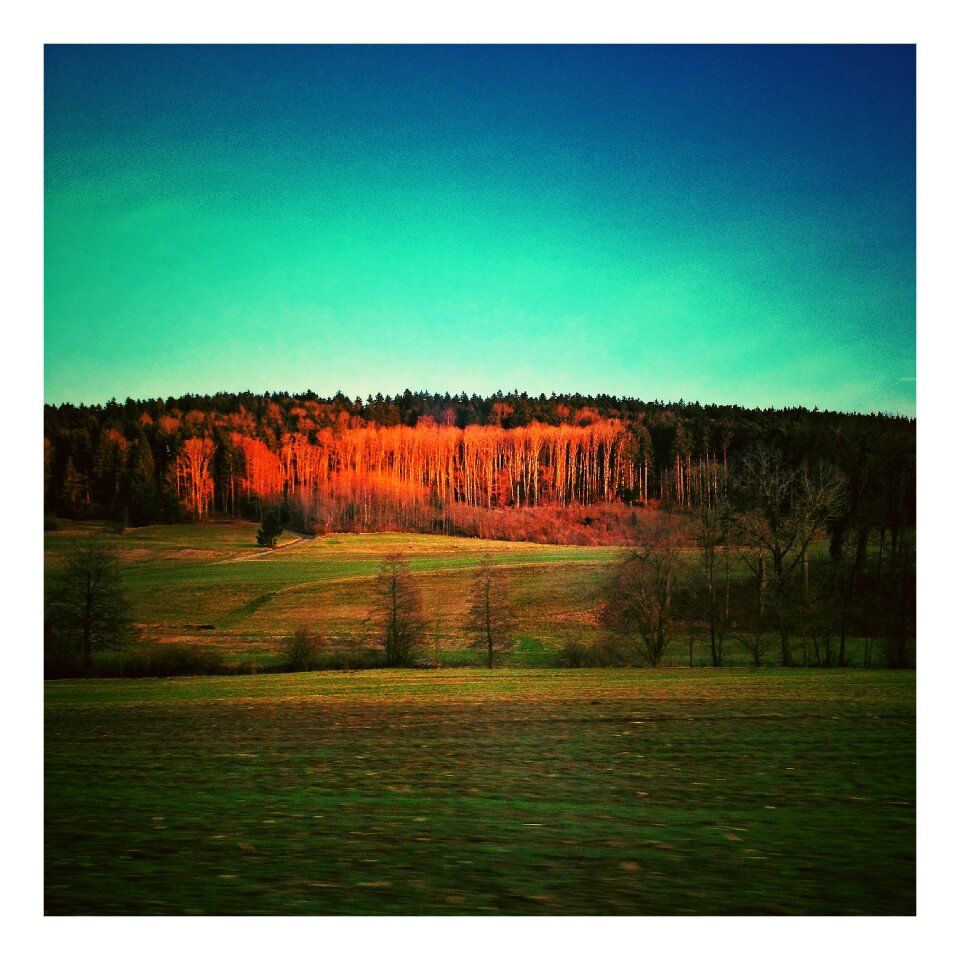 Atmosphere forest backdrop