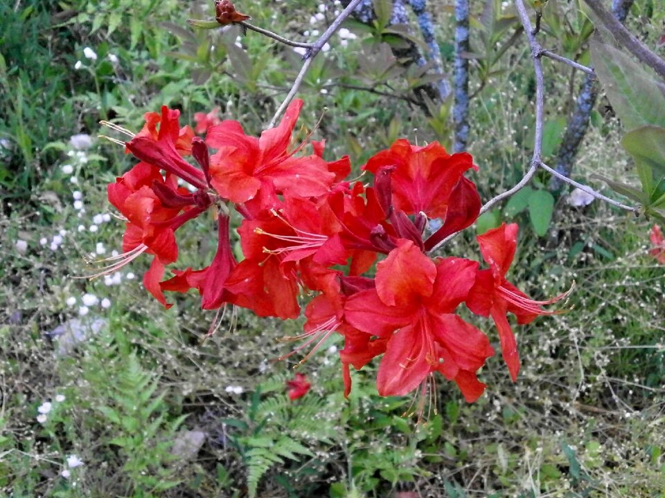 In the early summer early summer flowers red flowers