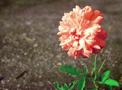 Pink flower peach flowers photo