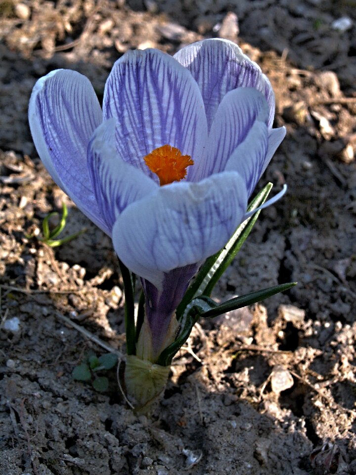 Flower purple flowers detail