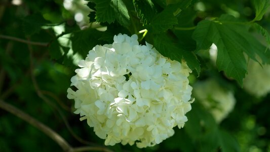 Bush spring snow ball