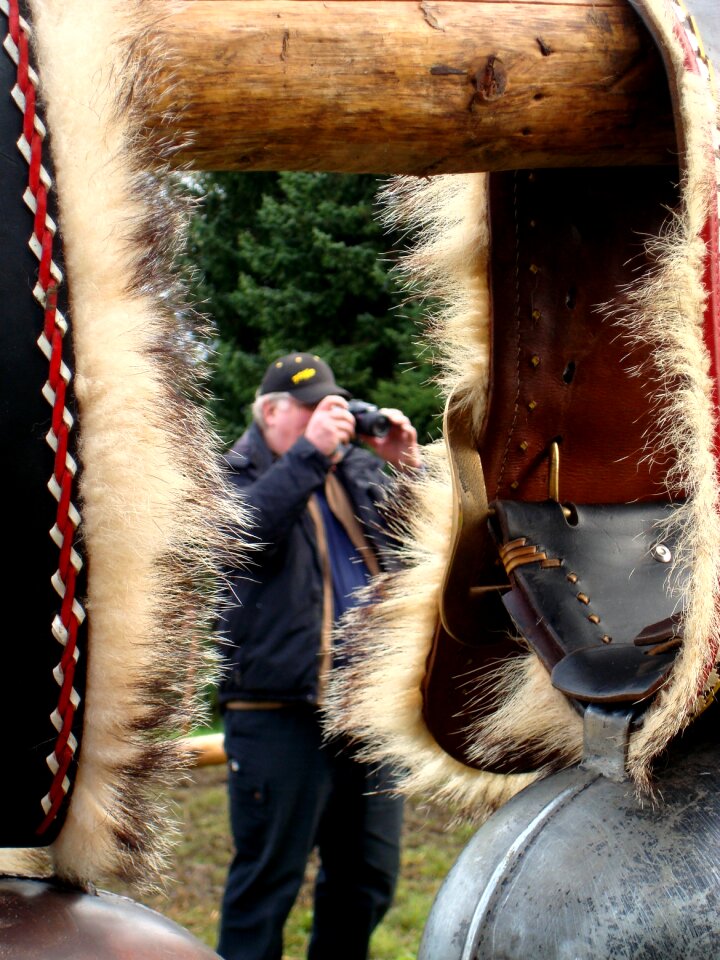 Cattle show appenzell switzerland cow bells