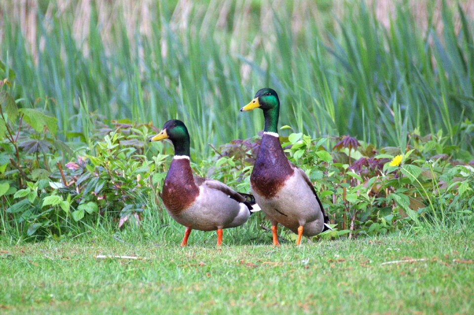 Ducks water bird animal world