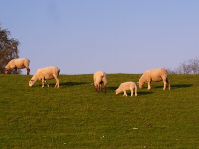 Elbe meadow spring