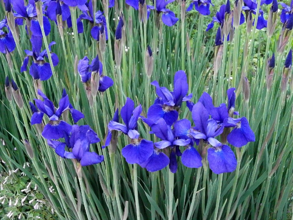 Early summer flowers purple flowers blue flowers