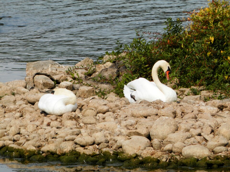 Lake sleeping sleep