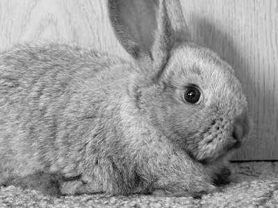 Ears sad b w photography