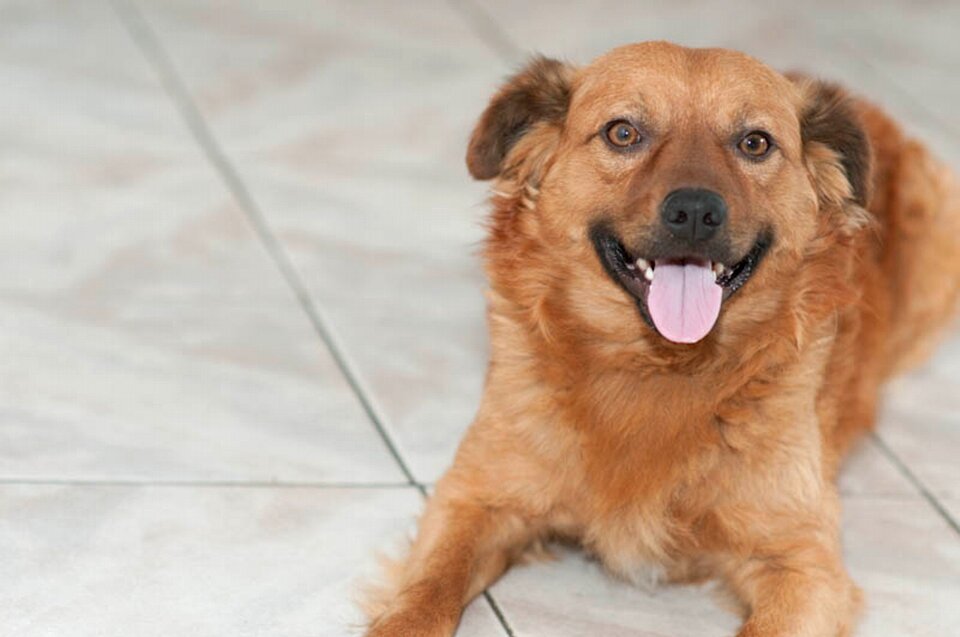 Pet adorable beautiful