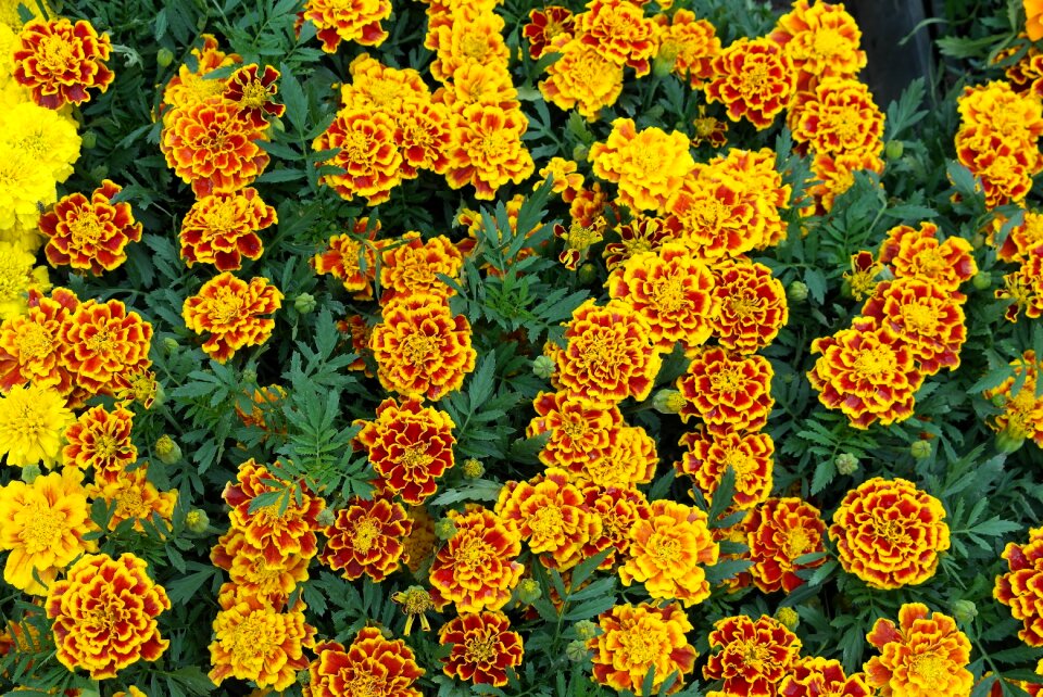 Flower spring yellow