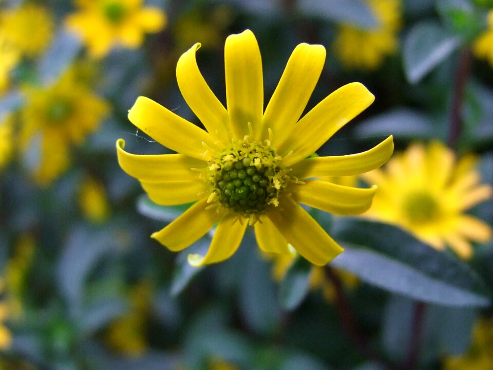 Yellow nature hussar knöpchen
