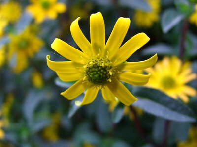 Yellow nature hussar knöpchen