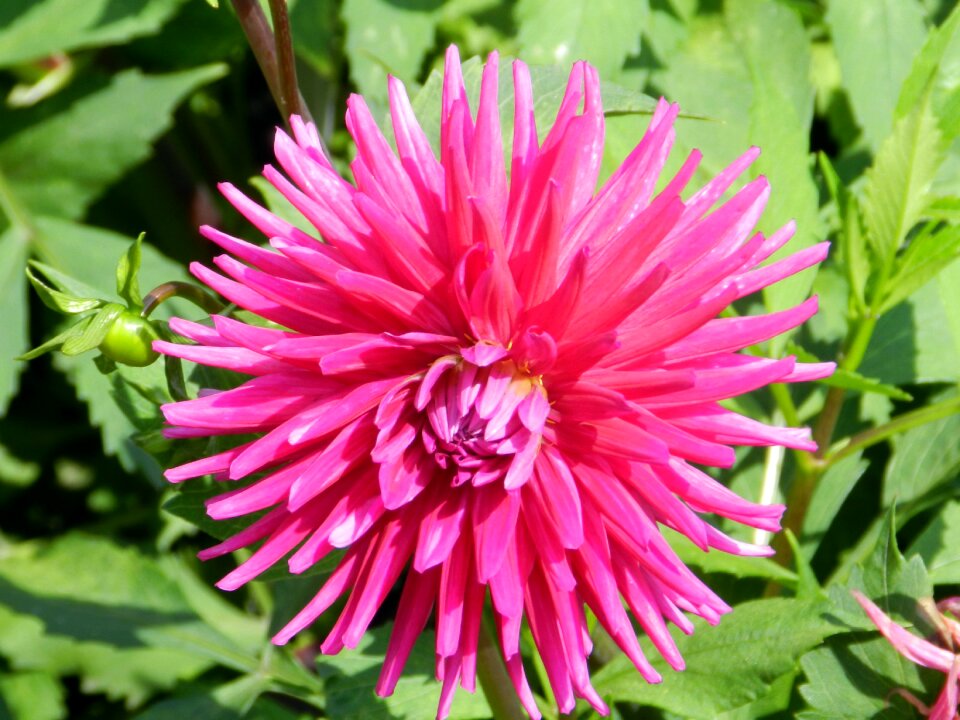 Flower tranquility nature